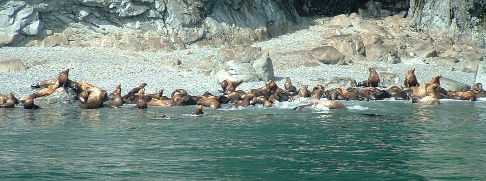 Seal party