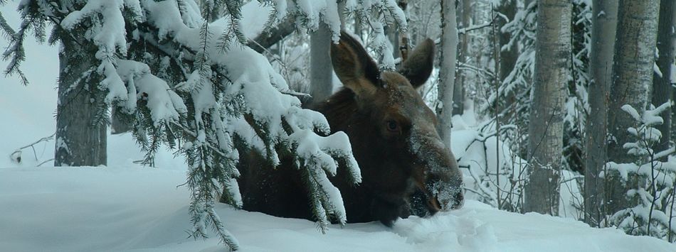 Moose