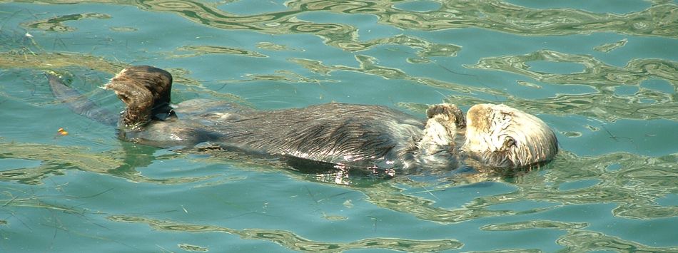 Sea otter