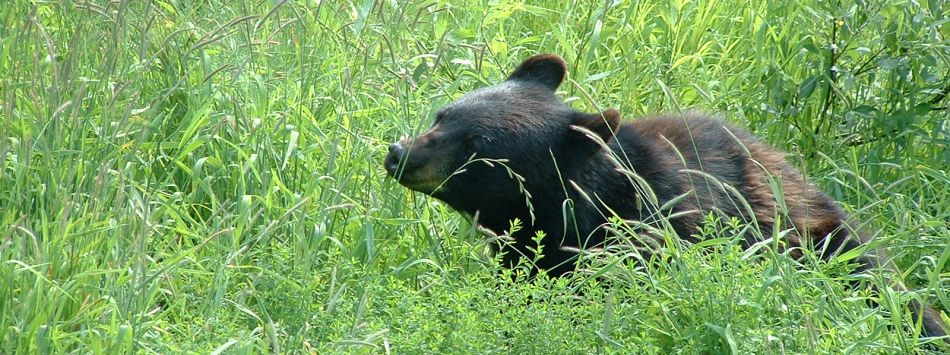 Black bear